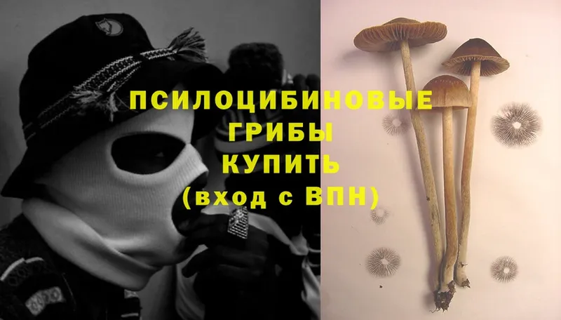 Псилоцибиновые грибы Psilocybe  Белокуриха 